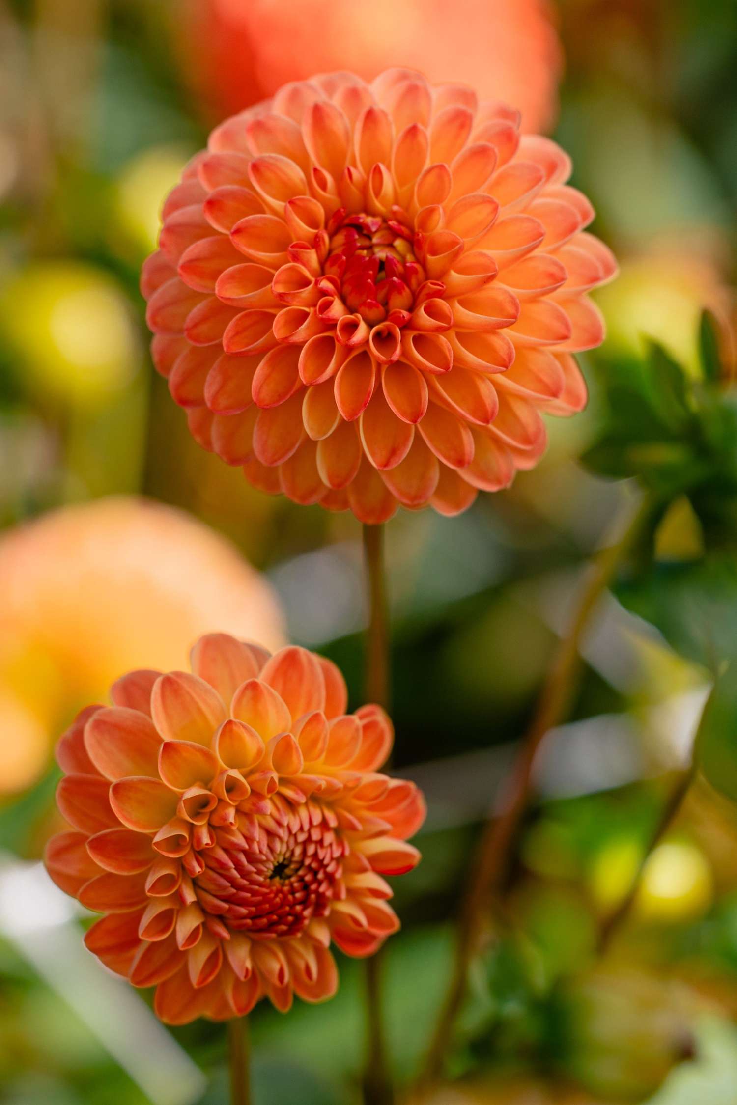 Daalia 'Souvenir d'Ete'